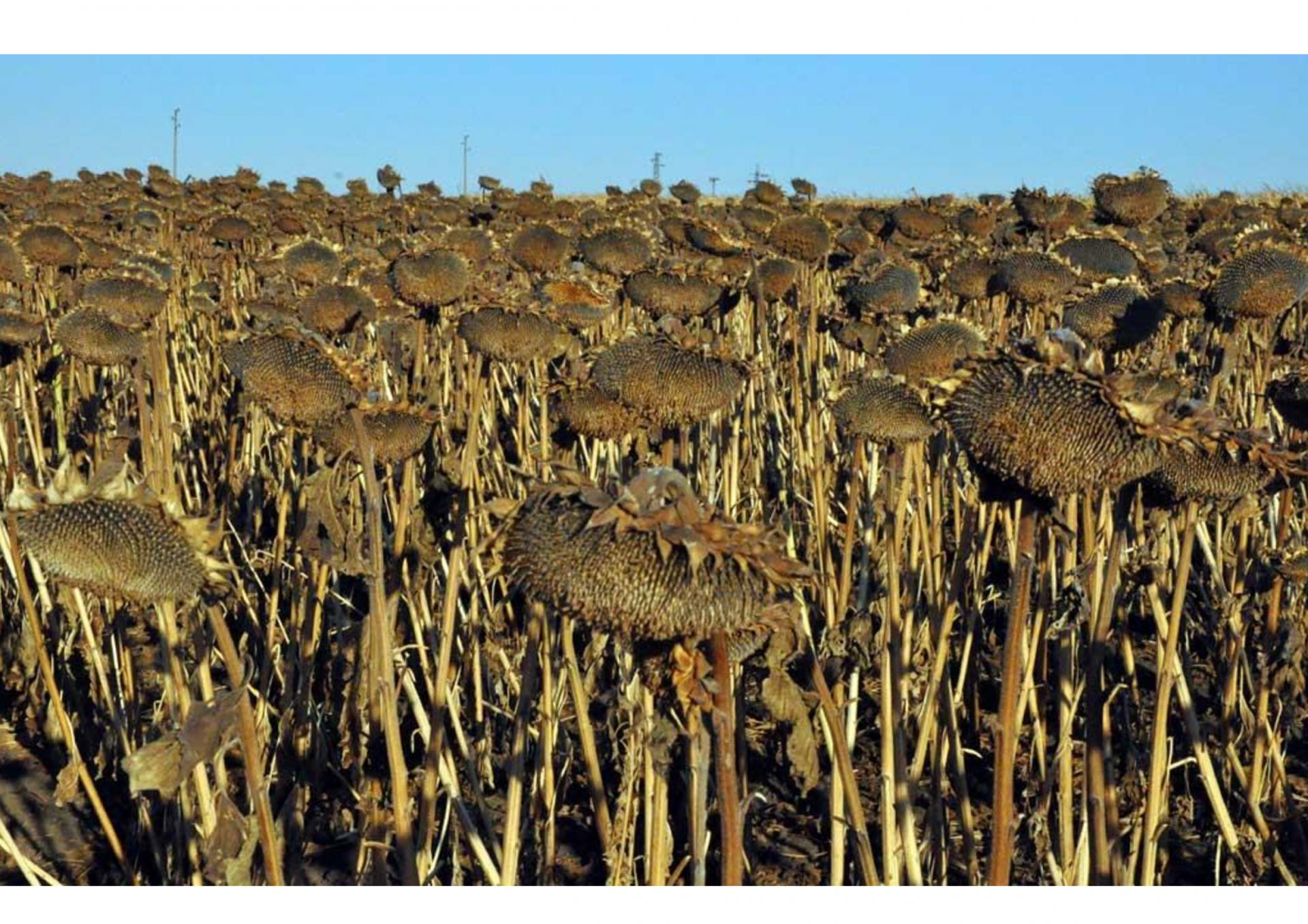 Tournesol crame