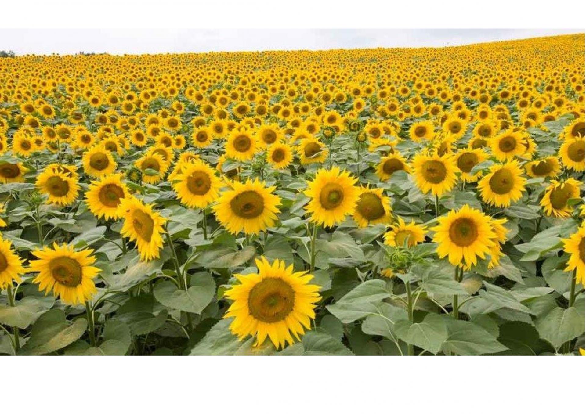 Tournesol en fleur